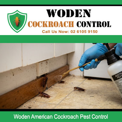 Close up of American cockroach infestation at skirting board and tiled floor junction being directly sprayed in Woden ACT