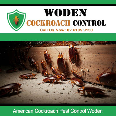 Multiple large American cockroaches crawling along wall base and floor junction with debris in Woden property