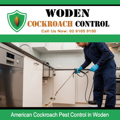 Pest control technician using spray wand to treat behind kitchen appliances and dishwasher for American cockroach control in Woden