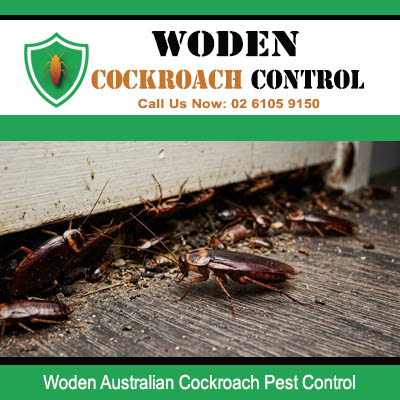 Severe Australian cockroach nest with debris and droppings discovered at wall base and timber floor junction in Woden ACT