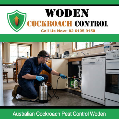 Professional pest technician kneeling to spray along kitchen appliances and cabinet base for Australian cockroach control in Woden ACT