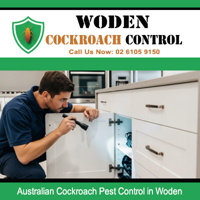 Licensed pest controller using flashlight to inspect inside kitchen cabinet drawers for Australian cockroach infestation in Woden Canberra