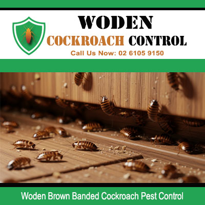 Severe Brown Banded cockroach colony with visible egg cases on wooden slat surface in Woden Canberra home