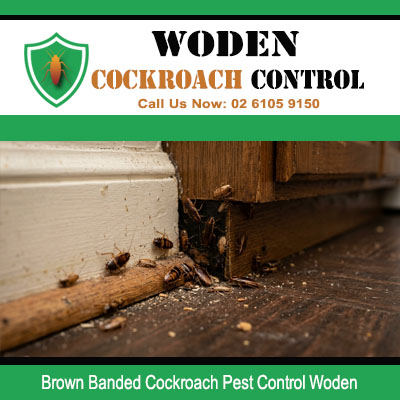 Brown Banded cockroaches clustered along skirting board and door frame junction with debris on wooden floor in Woden