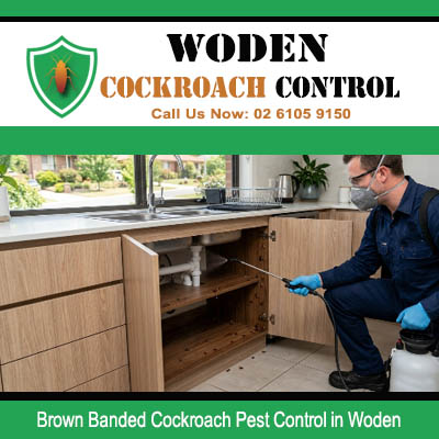 Professional pest technician spraying inside open wooden kitchen cabinet base with pressurised tank for Brown Banded cockroach extermination in Woden ACT