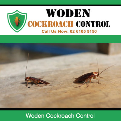 Cockroach infestation spotted on wooden floor or furniture surface in Woden Canberra
