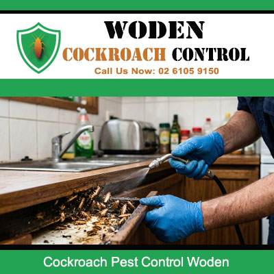 Cockroach infestation discovered behind kitchen drawer with debris and droppings exposed in Woden ACT