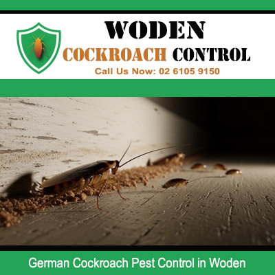 German cockroach infestation spotted at wall base and wooden floor junction inside Woden Canberra home