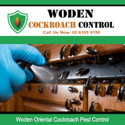 Close up of Oriental cockroach infestation on moist dark timber surface receiving direct spray treatment in Woden ACT