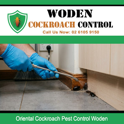 Oriental cockroach infestation along skirting board and tiled floor junction being treated with handheld brush tool in Woden ACT property