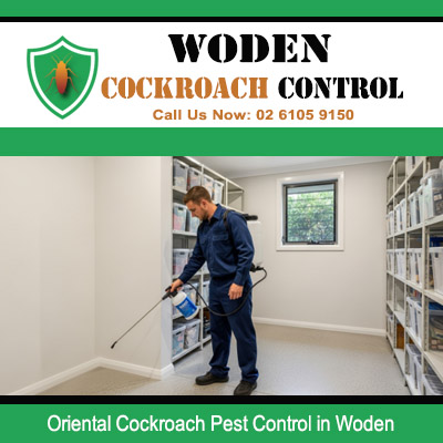 Licensed pest controller treating floor and shelving base in office storage room for Oriental cockroach infestation in Woden Canberra